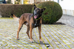 Fogadás a Sándor-palotában