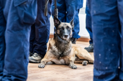 Katasztrófavédelem