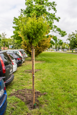 Katasztrófavédelem