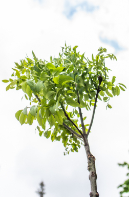 Katasztrófavédelem