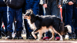 Katasztrófavédelem