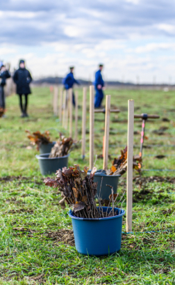 Fákat ültettek a tavalyi tűz helyén a Vas vármegyei Csöngén