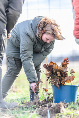 Fákat ültettek a tavalyi tűz helyén a Vas vármegyei Csöngén