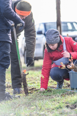 Fákat ültettek a tavalyi tűz helyén a Vas vármegyei Csöngén