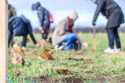 Fákat ültettek a tavalyi tűz helyén a Vas vármegyei Csöngén