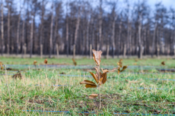 Fákat ültettek a tavalyi tűz helyén a Vas vármegyei Csöngén