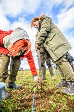 Fákat ültettek a tavalyi tűz helyén a Vas vármegyei Csöngén
