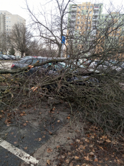 Parkoló autókra dőlt fa