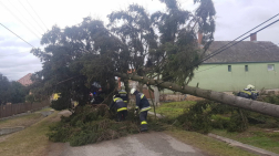 Vezetékeket is magával sodró, kidőlt méretes fenyő