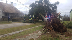 Gyökerestől kidőlt, vezetéket elszakító fenyő