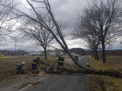 Kétszer egysávos utat teljes szélességében elzáró, kidőlt fát darabolnak a tűzoltók