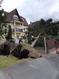 Gyökerestől kidőlt fákat távolítanak el a tűzoltók