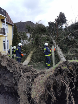 Gyökerestől kidőlt fákat távolítanak el a tűzoltók
