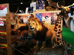 Kitömött állatok egy preparátor standján - oroszlán, zsiráf, jaguár