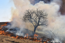 A képen égő aljnövényzetben álló, csupasz fa, a táj füsstbe burkolózik
